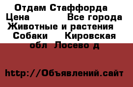 Отдам Стаффорда › Цена ­ 2 000 - Все города Животные и растения » Собаки   . Кировская обл.,Лосево д.